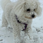 hond in sneeuw